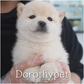 시바이누