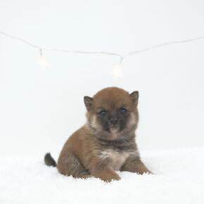 시바이누