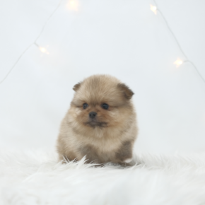 포메라니안