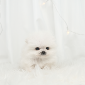 포메라니안