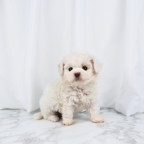 비숑프리제