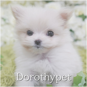 말티폼