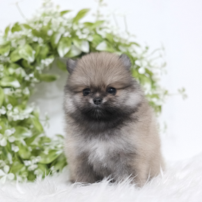 포메라니안