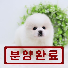 폼피츠