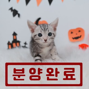 아메리칸숏헤어