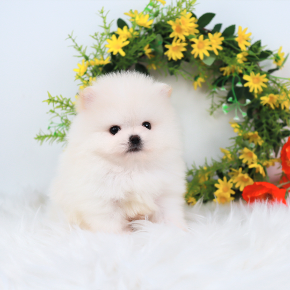 포메라니안