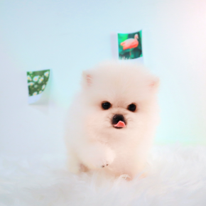 포메라니안
