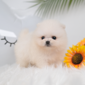 포메라니안