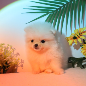 포메라니안