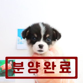 웰시코기