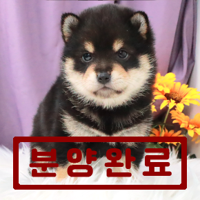 시바이누