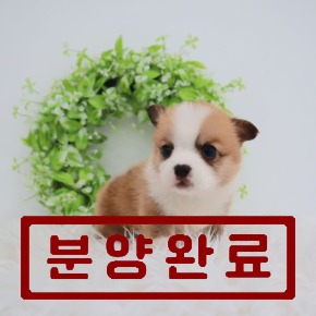 웰시코기