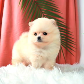 포메라니안