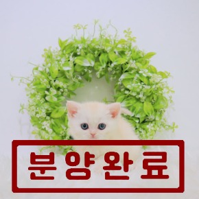 브리티쉬숏헤어