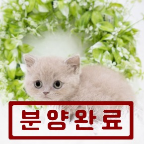 브리티쉬숏헤어