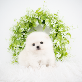 포메라니안