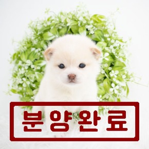 시바이누