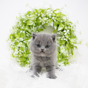브리티쉬숏헤어