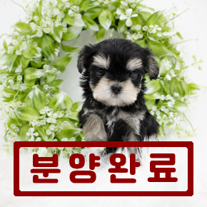슈키