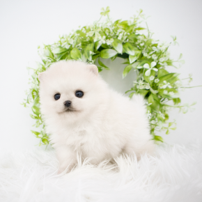 포메라니안