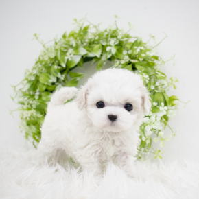 비숑프리제