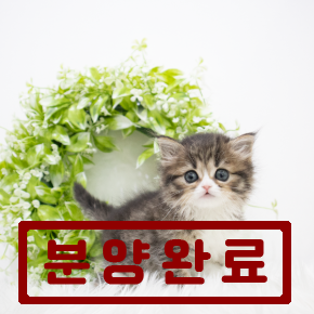 페르시안