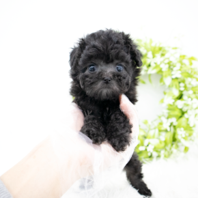 푸들