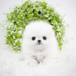 포메라니안