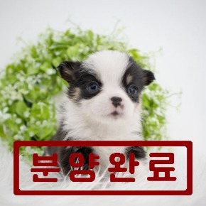 웰시코기