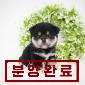 시바이누