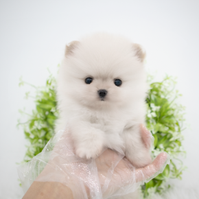 포메라니안