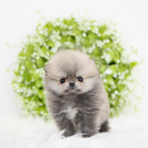 포메라니안