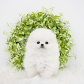 포메라니안
