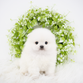 포메라니안
