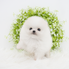 포메라니안