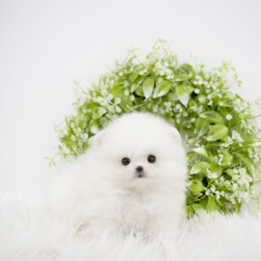 포메라니안