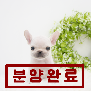 프렌치불독
