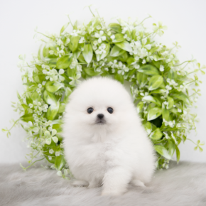 포메라니안