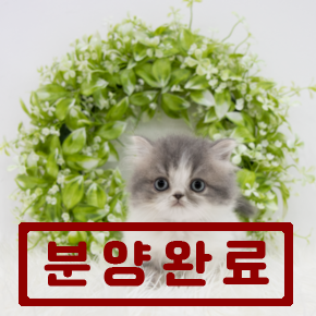 먼치킨