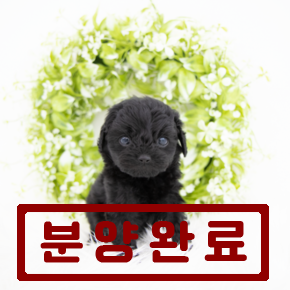 푸들