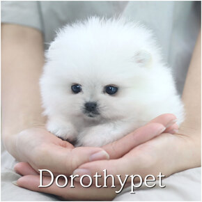 포메라니안