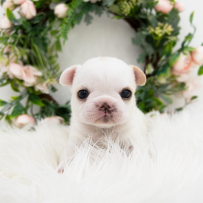 프렌치불독