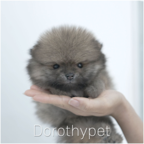포메라니안