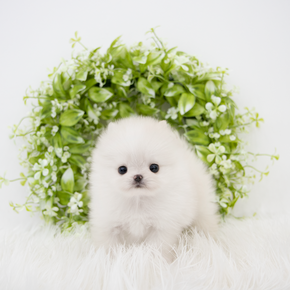 포메라니안