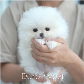 포메라니안