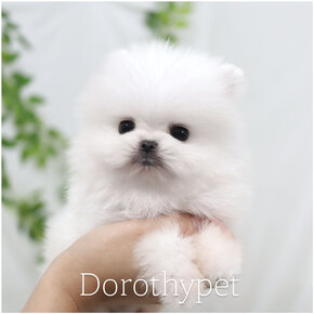 포메라니안