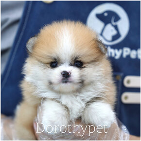 포메라니안