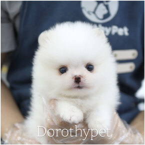 포메라니안