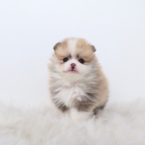 포메라니안