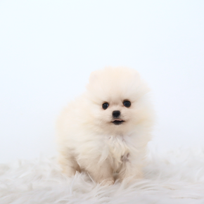 포메라니안